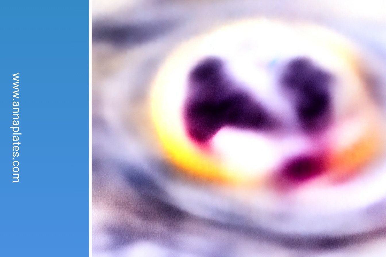 BLUEBERRY LEMON CREAM CHEESE DANISH: Irresistibly cheesy and savory.